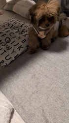 鈴木真己ブリーダーからお迎えしたトイプードル：ふちゃ♥️くん