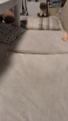 鈴木真己ブリーダーからお迎えしたトイプードル：ふちゃ♥️くん