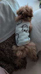 鈴木真己ブリーダーからお迎えしたトイプードル：ふちゃ♥️くん