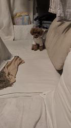 鈴木真己ブリーダーからお迎えしたトイプードル：ふちゃ♥️くん