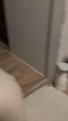 鈴木真己ブリーダーからお迎えしたトイプードル：ふちゃ♥️くん