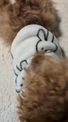 鈴木真己ブリーダーからお迎えしたトイプードル：ふちゃ♥️くん