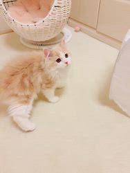 桧垣美紀ブリーダーからお迎えしたスコティッシュフォールド：マロンくん