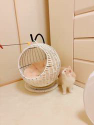 桧垣美紀ブリーダーからお迎えしたスコティッシュフォールド：マロンくん