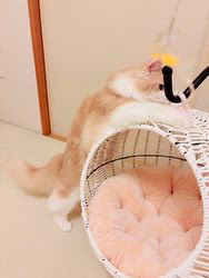 桧垣美紀ブリーダーからお迎えしたスコティッシュフォールド：マロンくん