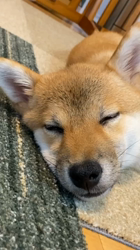 富田美和ブリーダーからお迎えした柴犬：コナちゃん