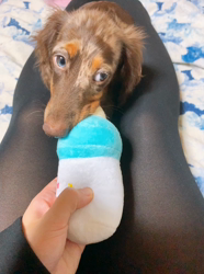 小峯恵美ブリーダーからお迎えしたミニチュアダックスフンド(ロング)：ディアナちゃん