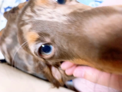 小峯恵美ブリーダーからお迎えしたミニチュアダックスフンド(ロング)：ディアナちゃん