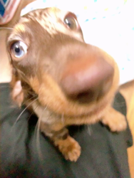 小峯恵美ブリーダーからお迎えしたミニチュアダックスフンド(ロング)：ディアナちゃん