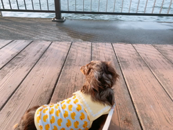 小峯恵美ブリーダーからお迎えしたミニチュアダックスフンド(ロング)：ディアナちゃん