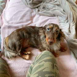 小峯恵美ブリーダーからお迎えしたミニチュアダックスフンド(ロング)：ディアナちゃん