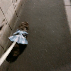 小峯恵美ブリーダーからお迎えしたミニチュアダックスフンド(ロング)：ディアナちゃん