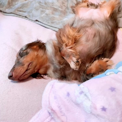 小峯恵美ブリーダーからお迎えしたミニチュアダックスフンド(ロング)：ディアナちゃん