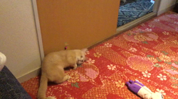 細谷まりえブリーダーからお迎えしたマンチカン：しんのすけくん