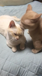 細谷まりえブリーダーからお迎えしたマンチカン：はやとくん