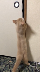 細谷まりえブリーダーからお迎えしたマンチカン：しんのすけくん
