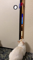 細谷まりえブリーダーからお迎えしたマンチカン：はやとくん