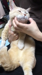 細谷まりえブリーダーからお迎えしたマンチカン：しんのすけくん