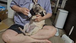上條麗娜ブリーダーからお迎えしたパグ：いぶちゃん