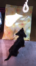 遠藤マッケーブ敦子ブリーダーからお迎えしたカニンヘンダックスフンド(ロング)：JETくん