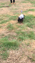 遠藤マッケーブ敦子ブリーダーからお迎えしたカニンヘンダックスフンド(ロング)：JETくん