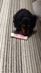 遠藤マッケーブ敦子ブリーダーからお迎えしたカニンヘンダックスフンド(ロング)：JETくん