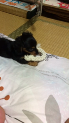 遠藤マッケーブ敦子ブリーダーからお迎えしたカニンヘンダックスフンド(ロング)：JETくん