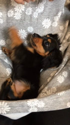 遠藤マッケーブ敦子ブリーダーからお迎えしたカニンヘンダックスフンド(ロング)：JETくん