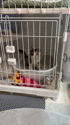 鳴海悠介ブリーダーからお迎えしたミヌエット：フィナちゃん