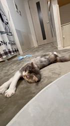 鳴海悠介ブリーダーからお迎えしたミヌエット：フィナちゃん