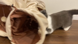 堂脇智美ブリーダーからお迎えしたブリティッシュショートヘア：BUBUちゃん