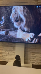 堂脇智美ブリーダーからお迎えしたブリティッシュショートヘア：BUBUちゃん