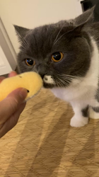 堂脇智美ブリーダーからお迎えしたブリティッシュショートヘア：BUBUちゃん