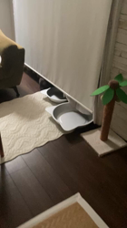 堂脇智美ブリーダーからお迎えしたブリティッシュショートヘア：BUBUちゃん