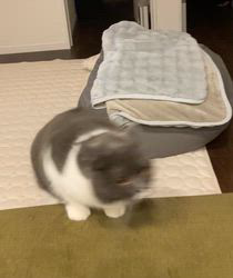 堂脇智美ブリーダーからお迎えしたブリティッシュショートヘア：BUBUちゃん