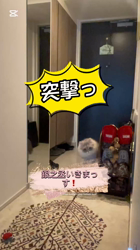 角谷容子ブリーダーからお迎えしたミヌエット：銀之丞（ぎんのじょう）くん