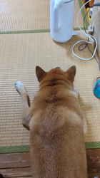 西田玉枝ブリーダーからお迎えした柴犬：ゴン太くん