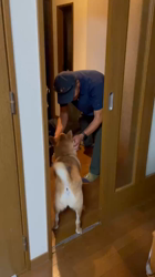 西田玉枝ブリーダーからお迎えした柴犬：ゴン太くん