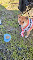 西田玉枝ブリーダーからお迎えした柴犬：ゴン太くん