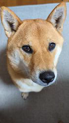 西田玉枝ブリーダーからお迎えした柴犬：ゴン太くん