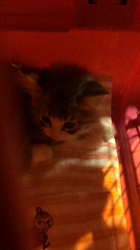 河野愛ブリーダーからお迎えしたノルウェージャンフォレストキャット：グレースちゃん