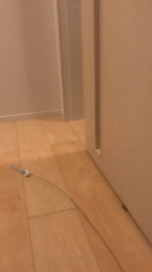 河野愛ブリーダーからお迎えしたノルウェージャンフォレストキャット：グレースちゃん