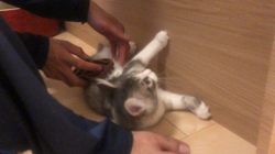 河野愛ブリーダーからお迎えしたノルウェージャンフォレストキャット：グレースちゃん