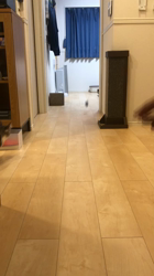 河野愛ブリーダーからお迎えしたノルウェージャンフォレストキャット：グレースちゃん