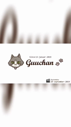 河野愛ブリーダーからお迎えしたノルウェージャンフォレストキャット：グレースちゃん