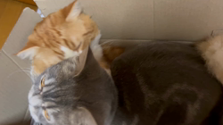 上野初子ブリーダーからお迎えしたマンチカン：Seaくん