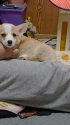 大西裕伸ブリーダーからお迎えしたウェルシュ・コーギー・ペンブローク：高橋葉菜ちゃん