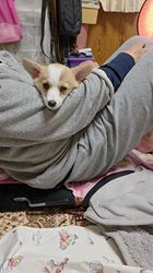 大西裕伸ブリーダーからお迎えしたウェルシュ・コーギー・ペンブローク：高橋葉菜ちゃん