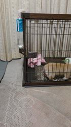 大西裕伸ブリーダーからお迎えしたウェルシュ・コーギー・ペンブローク：高橋葉菜ちゃん