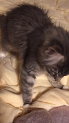 佐々木美絵ブリーダーからお迎えしたメインクーン：Lei (レイ）くん